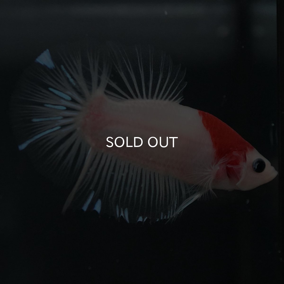 画像5: GHMPK　紅白 (5)