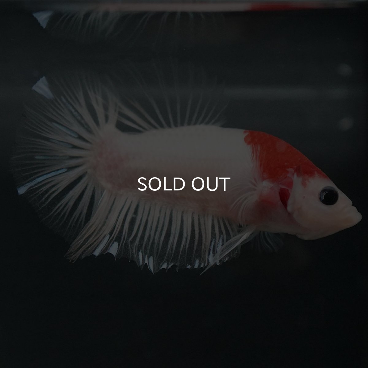 画像3: GHMPK　紅白 (3)