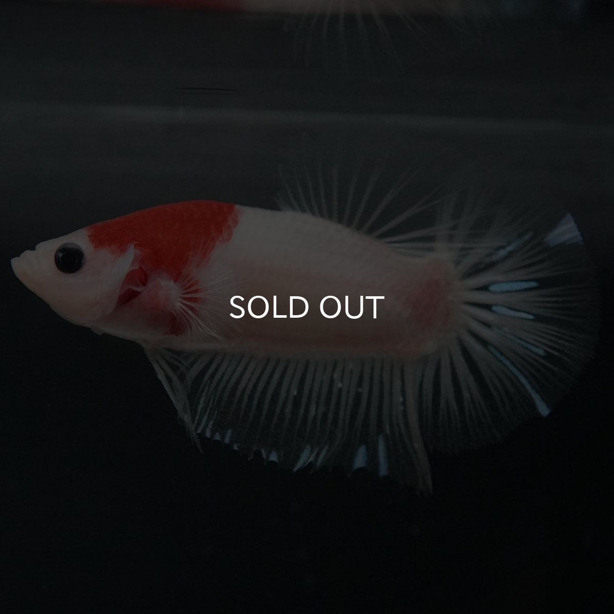 画像4: GHMPK　紅白 (4)