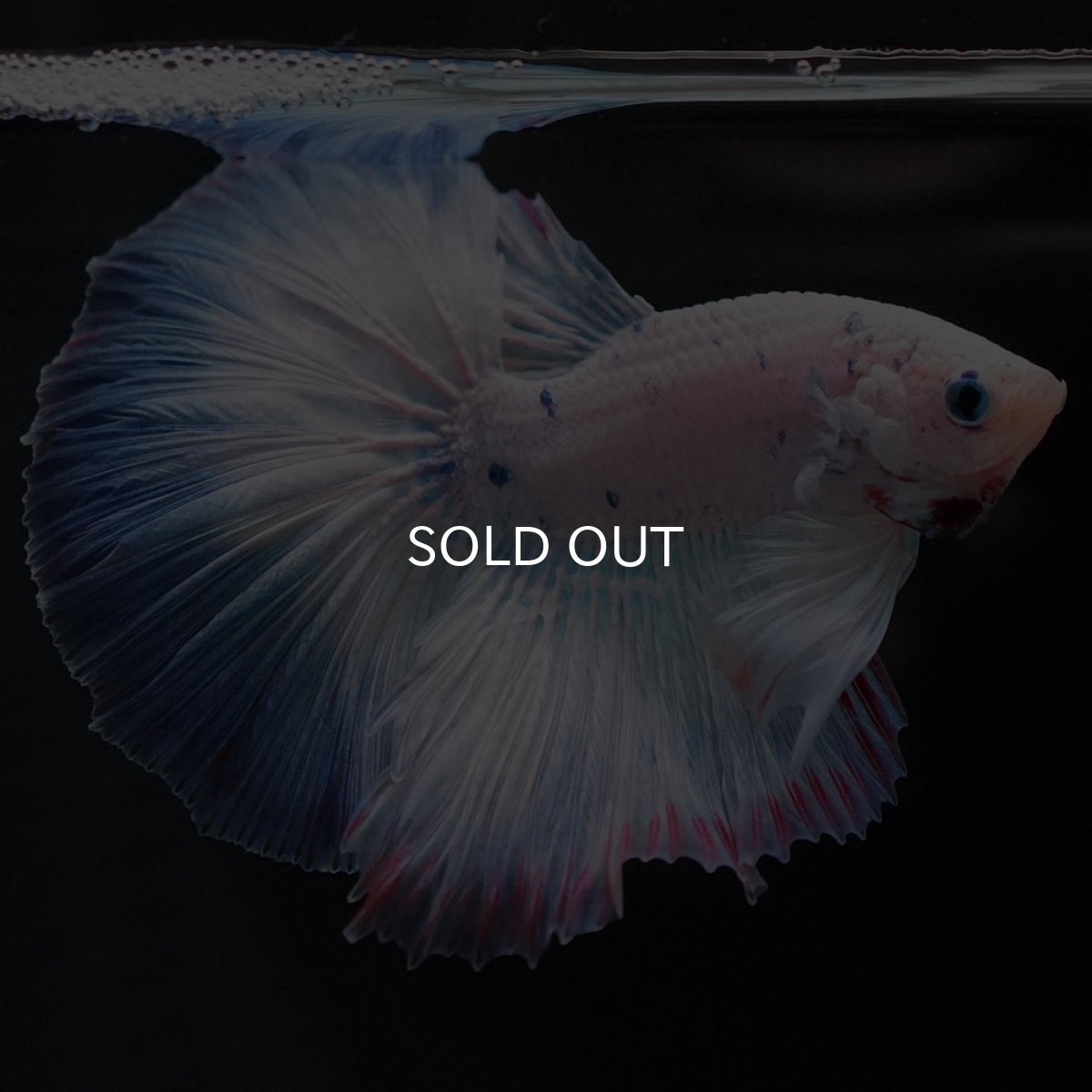 画像2: HM ホワイトファンシー (2)