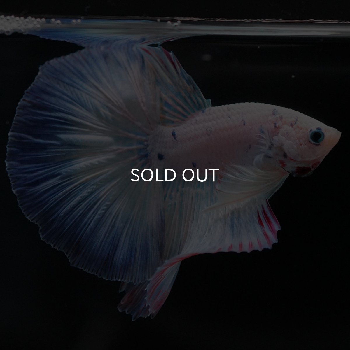 画像4: HM ホワイトファンシー (4)