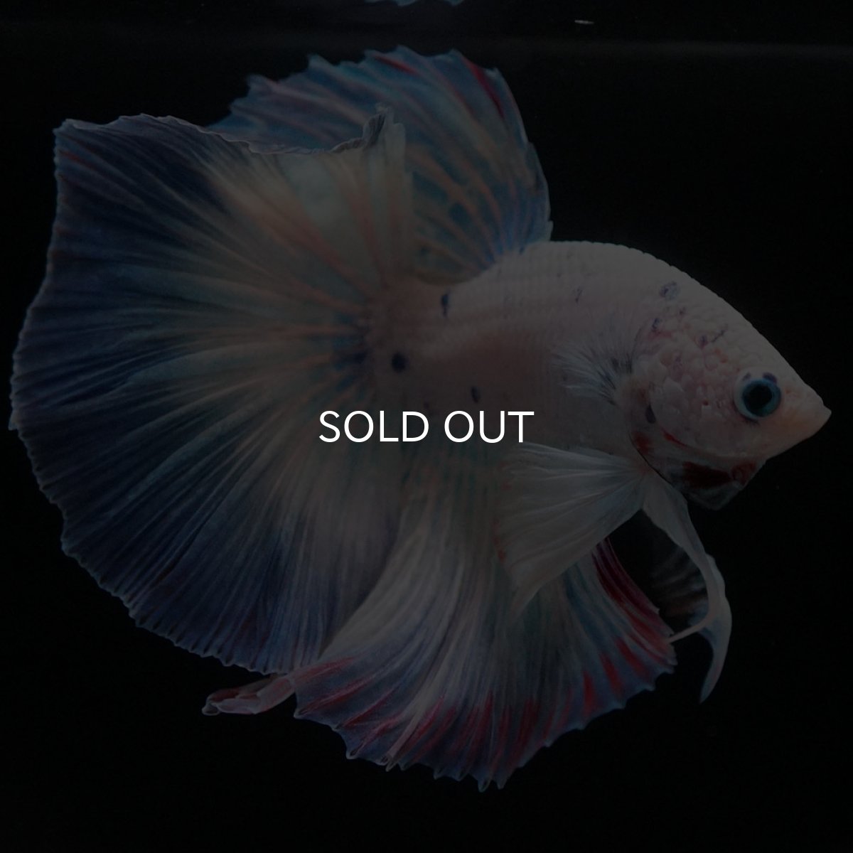 画像6: HM ホワイトファンシー (6)