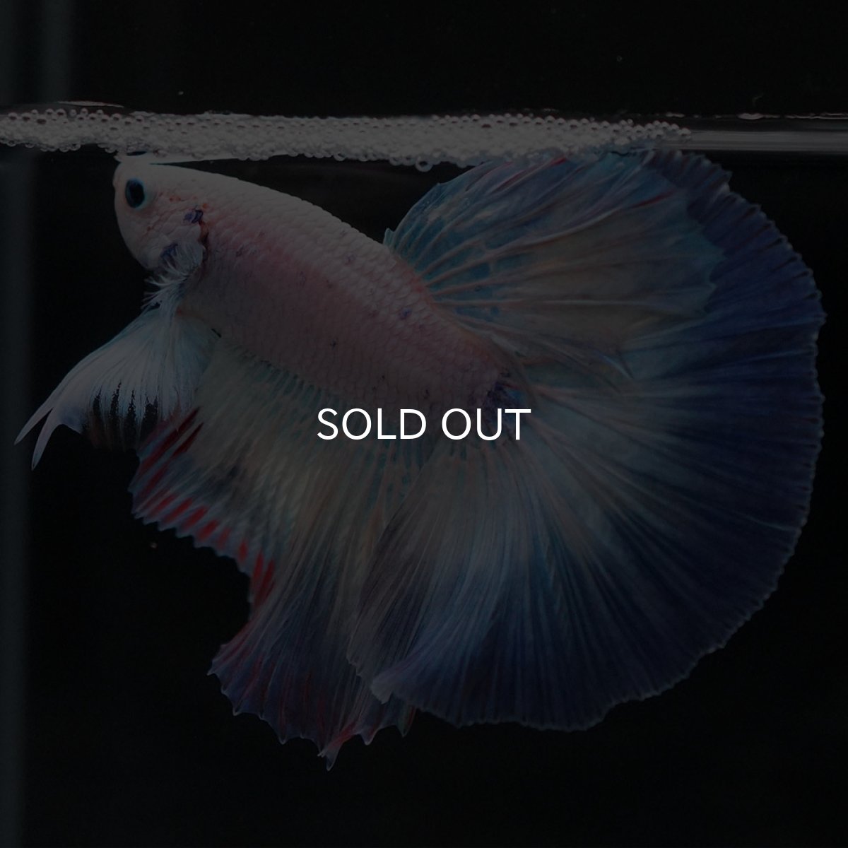 画像5: HM ホワイトファンシー (5)