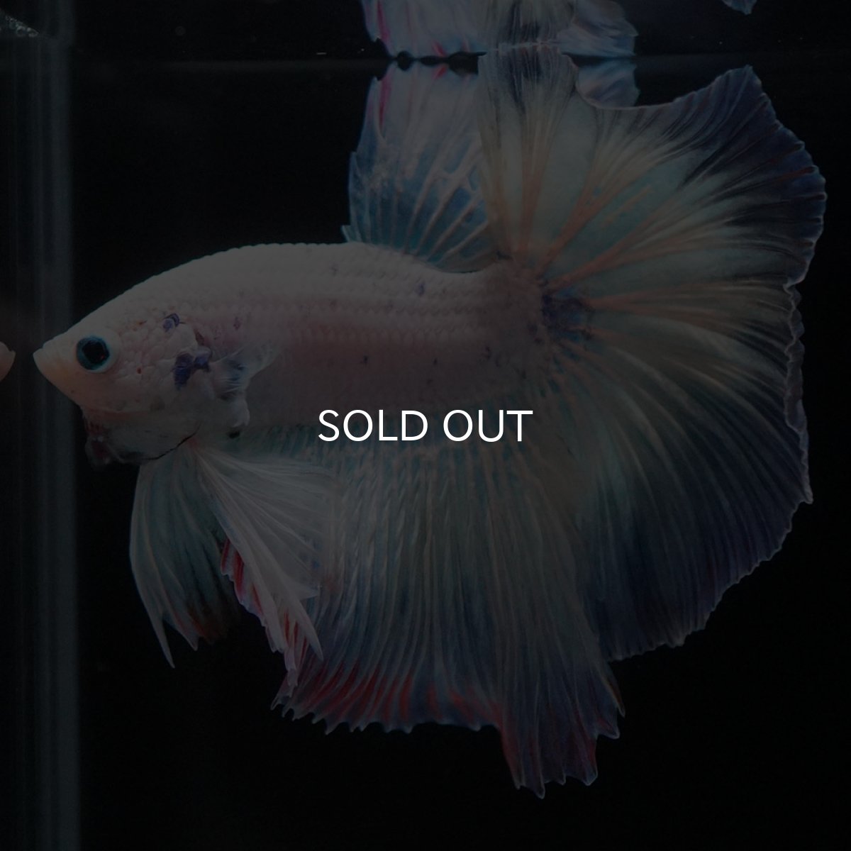 画像3: HM ホワイトファンシー (3)