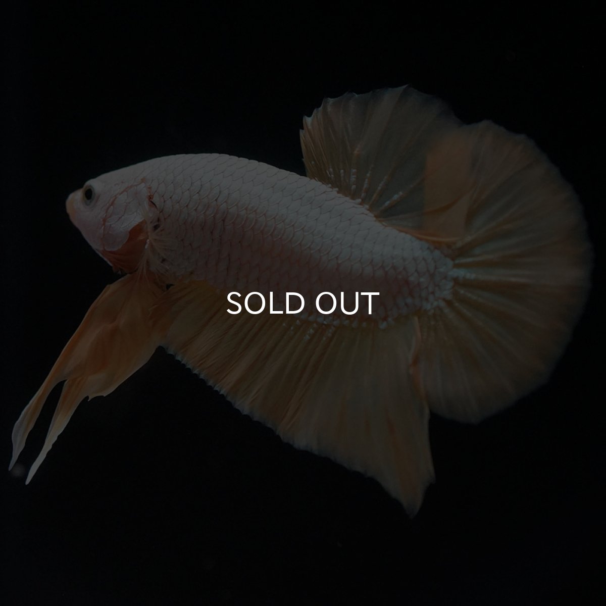 画像3: HMPK　プラチナイエロードラゴン (3)