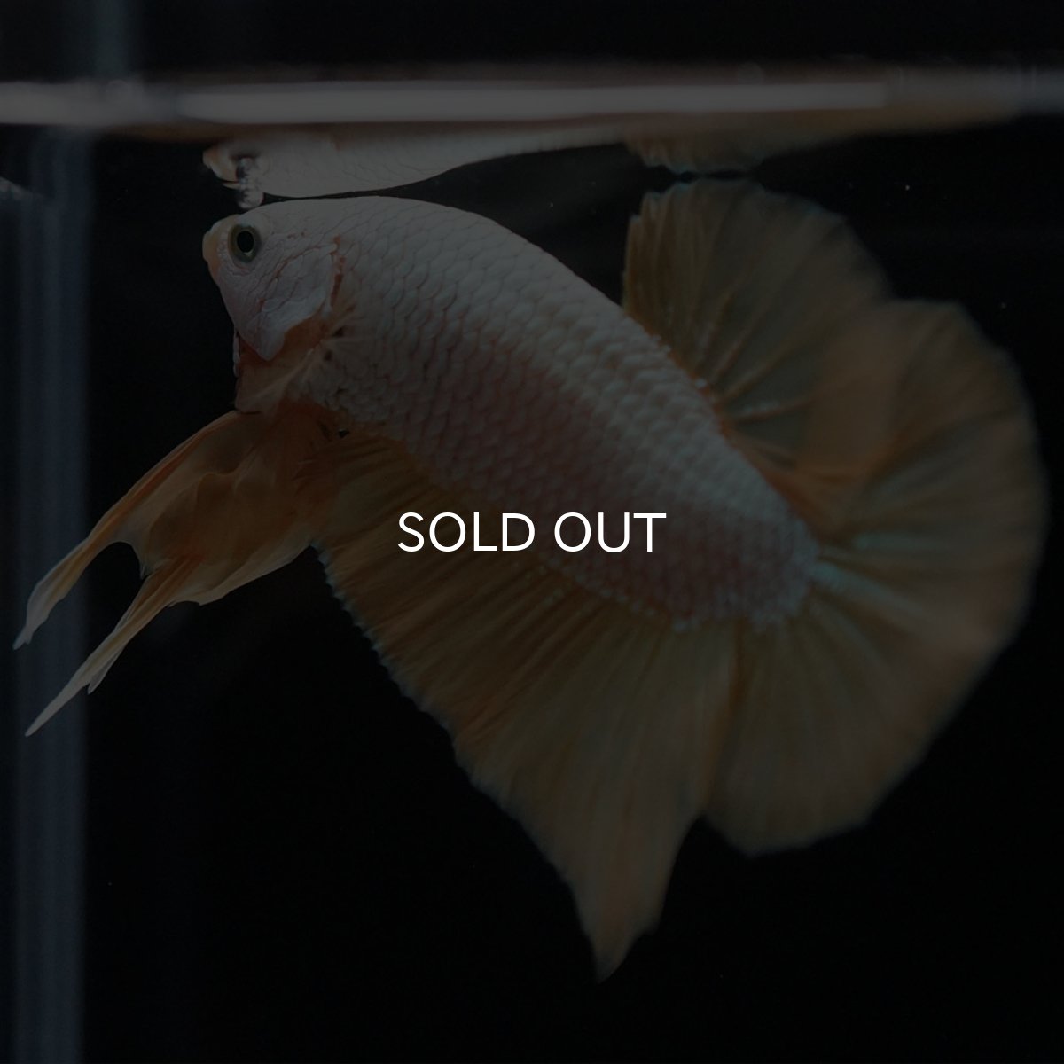 画像8: HMPK　プラチナイエロードラゴン (8)