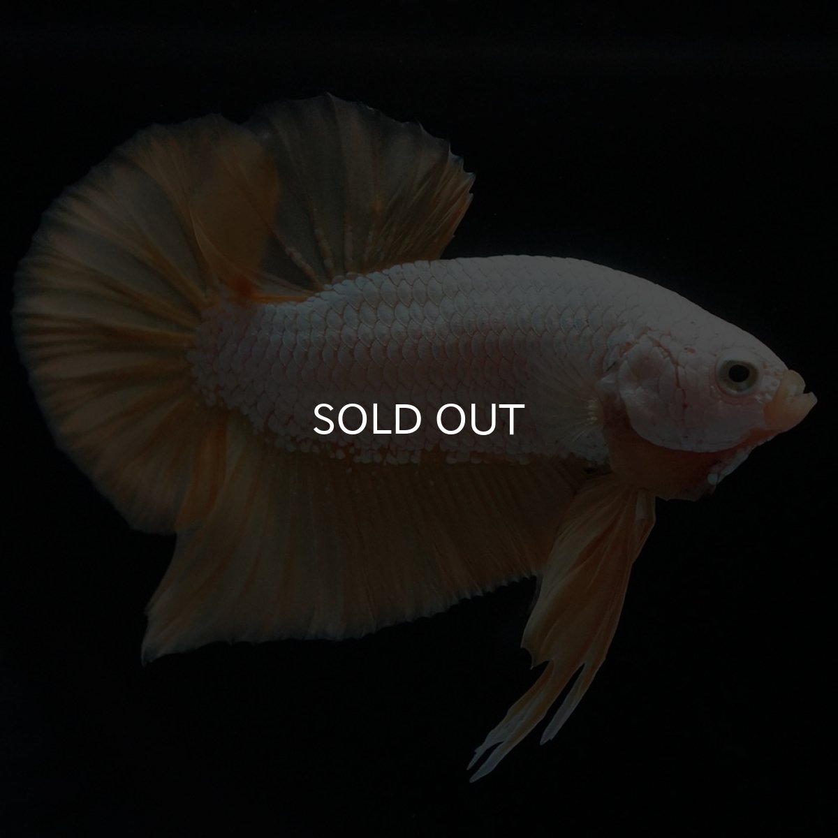 画像4: HMPK　プラチナイエロードラゴン (4)