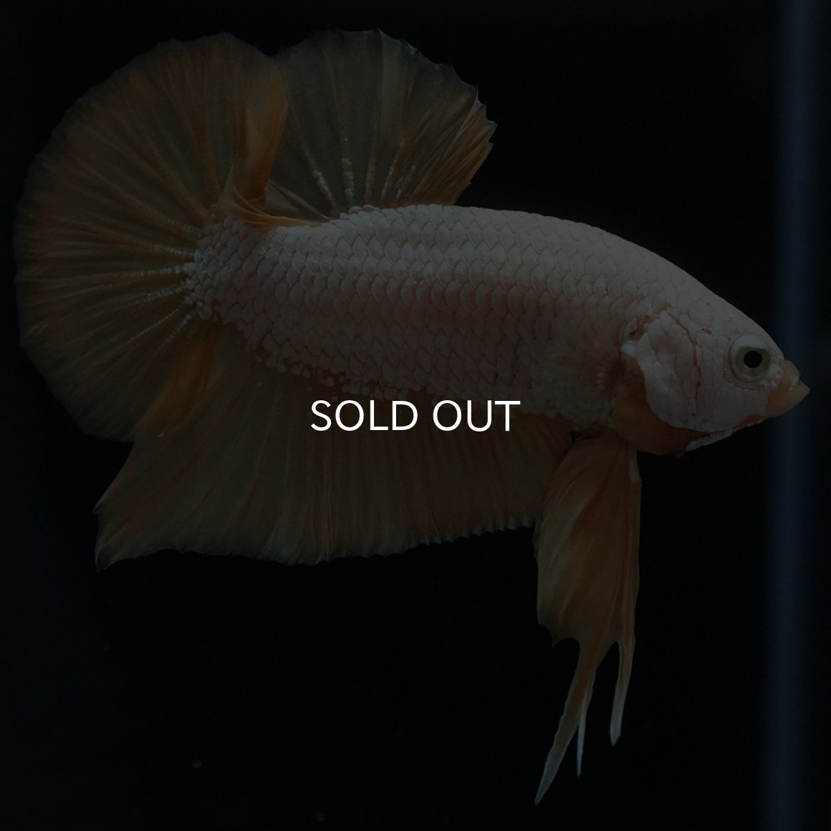 画像7: HMPK　プラチナイエロードラゴン (7)