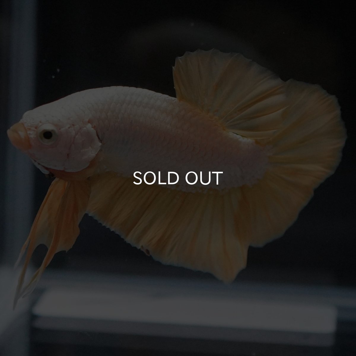 画像5: HMPK　プラチナイエロードラゴン (5)