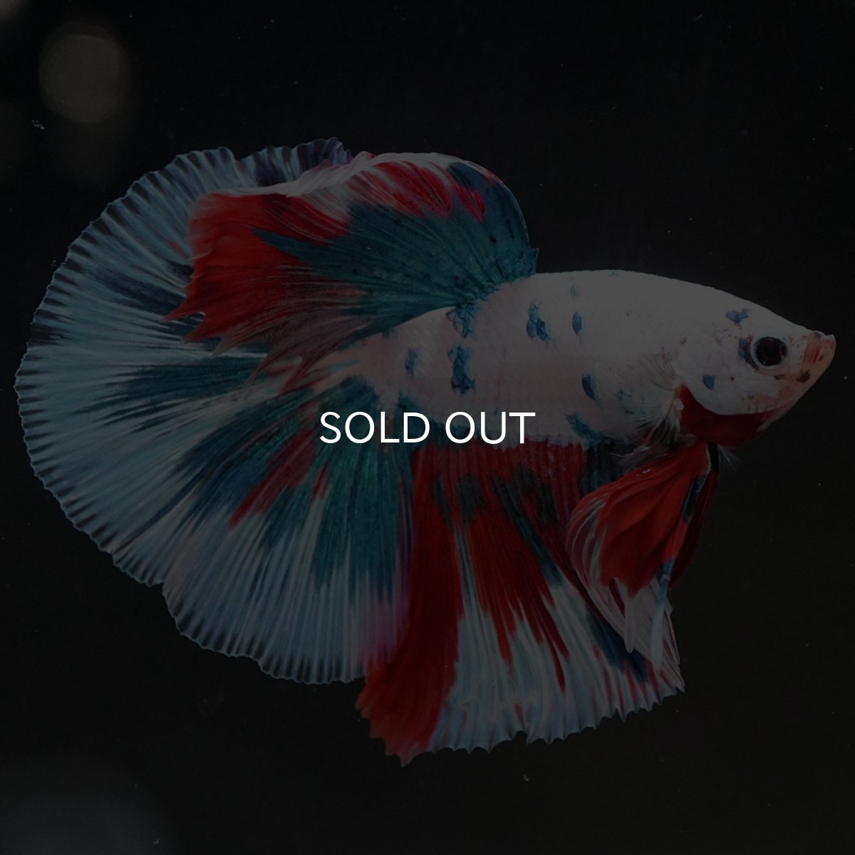 画像6: HM　ホワイトファンシー (6)