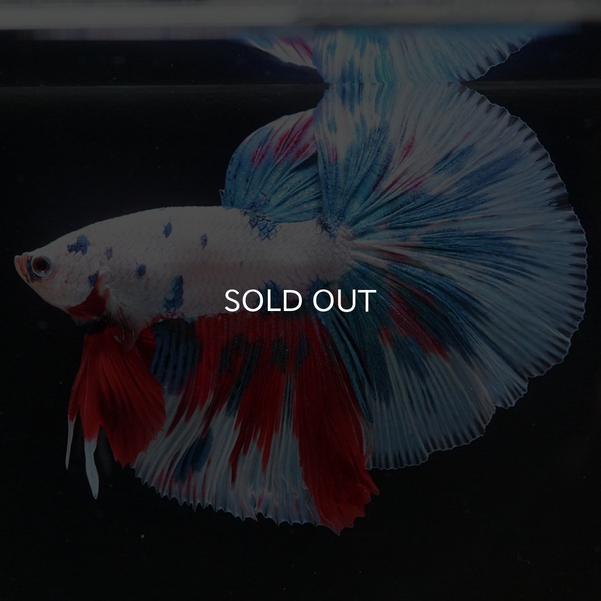 画像5: HM　ホワイトファンシー (5)