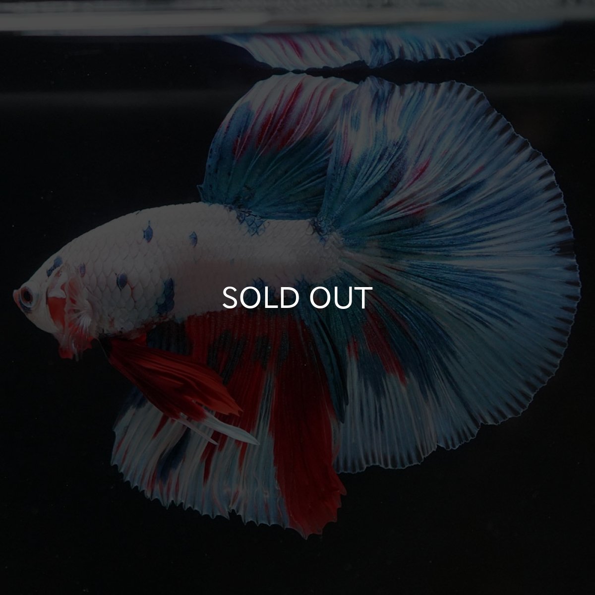 画像7: HM　ホワイトファンシー (7)