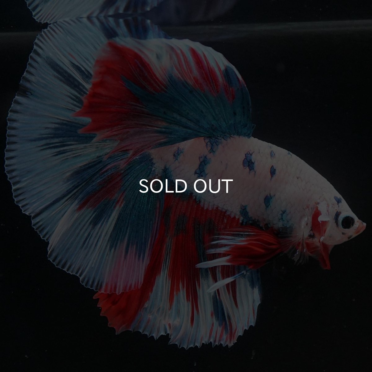 画像4: HM　ホワイトファンシー (4)