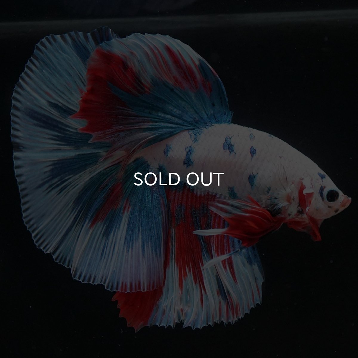 画像2: HM　ホワイトファンシー (2)