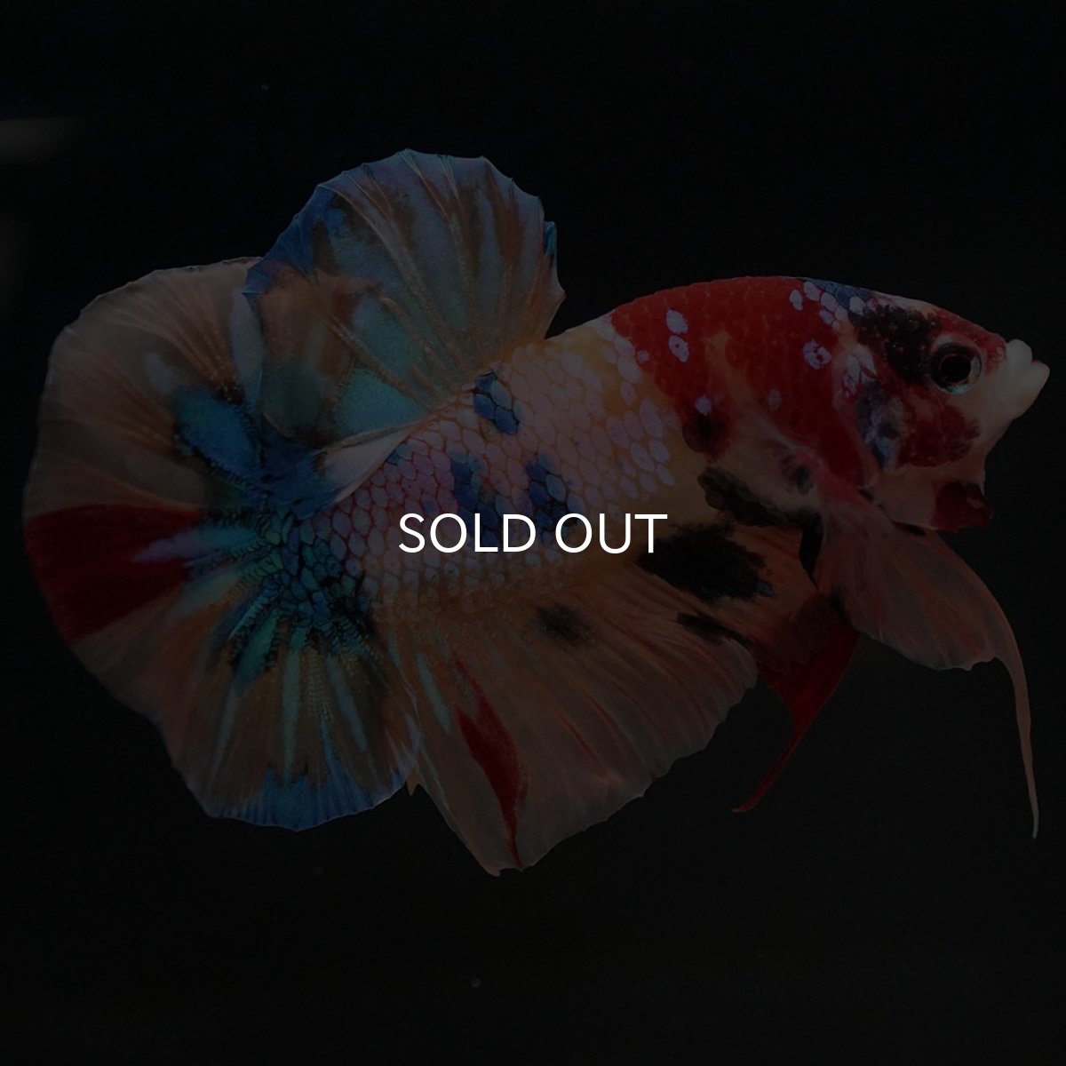 画像7: HMPK　キャンディギャラクシー (7)