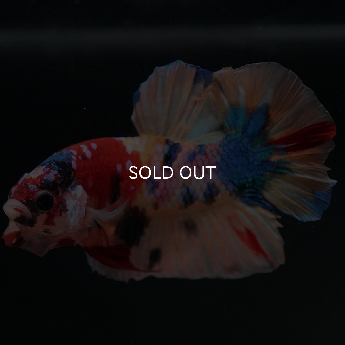 画像6: HMPK　キャンディギャラクシー (6)