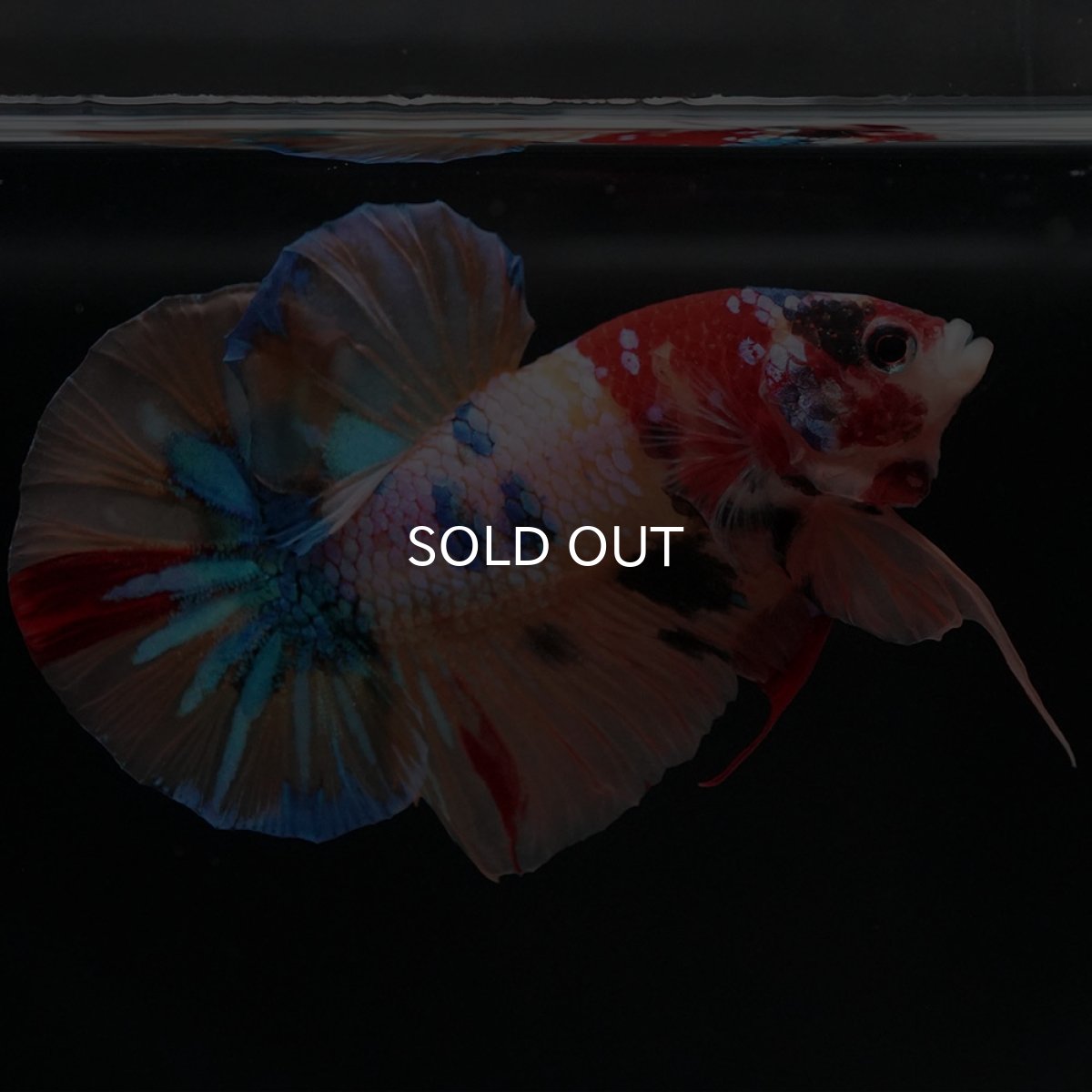 画像5: HMPK　キャンディギャラクシー (5)