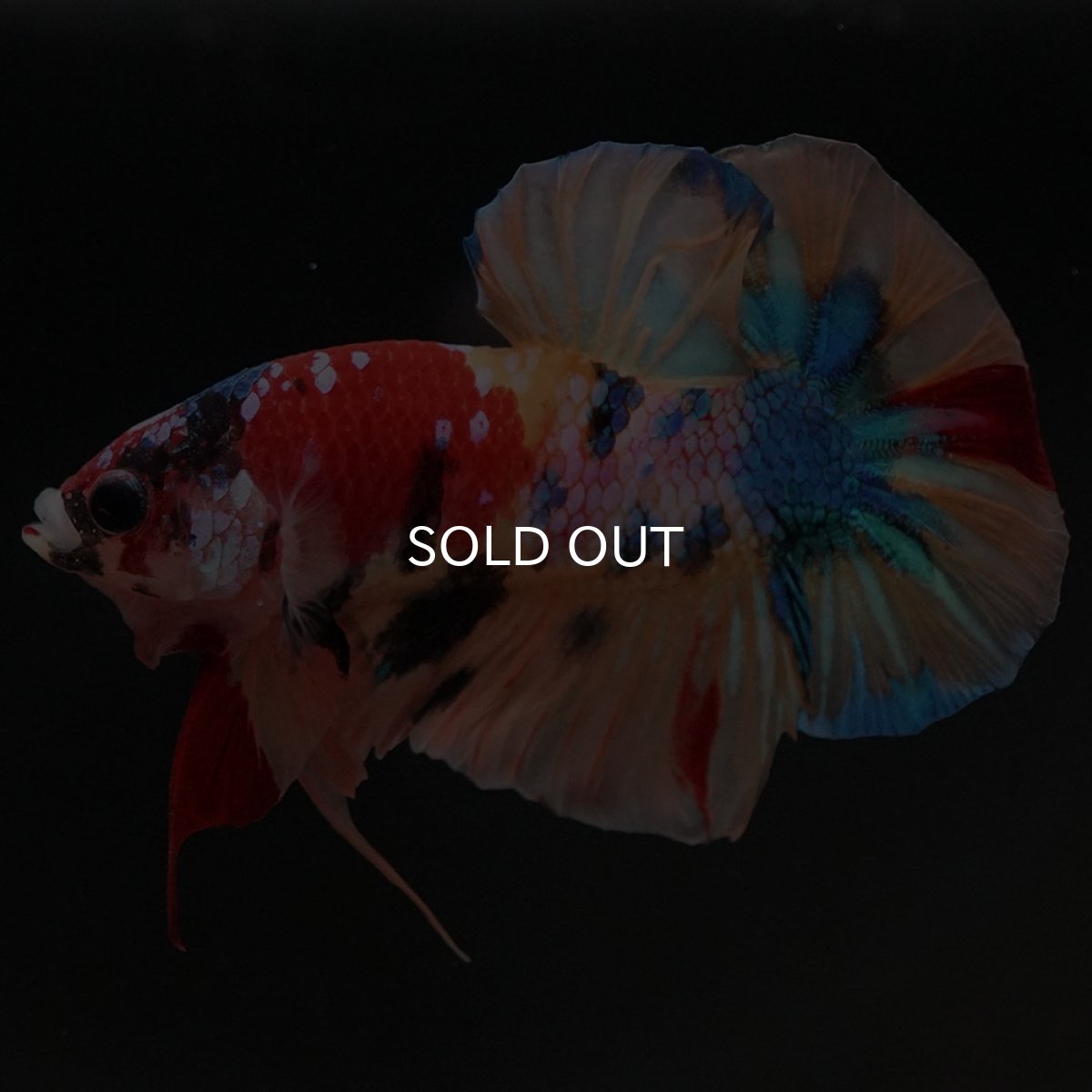 画像2: HMPK　キャンディギャラクシー (2)