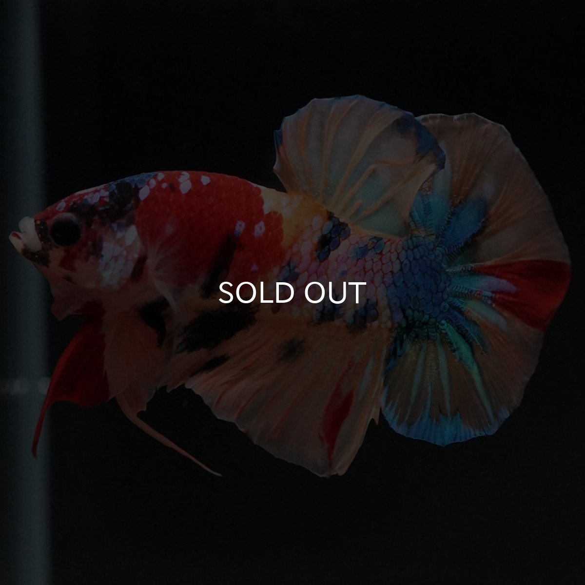 画像4: HMPK　キャンディギャラクシー (4)