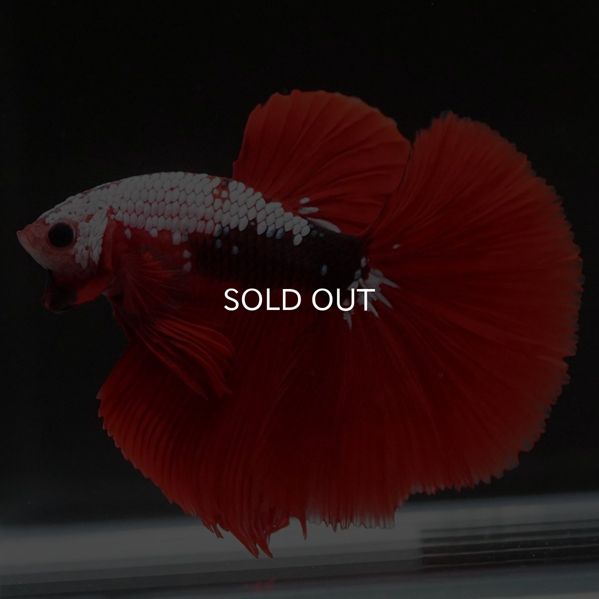 画像7: HM　ファンシーレッド (7)