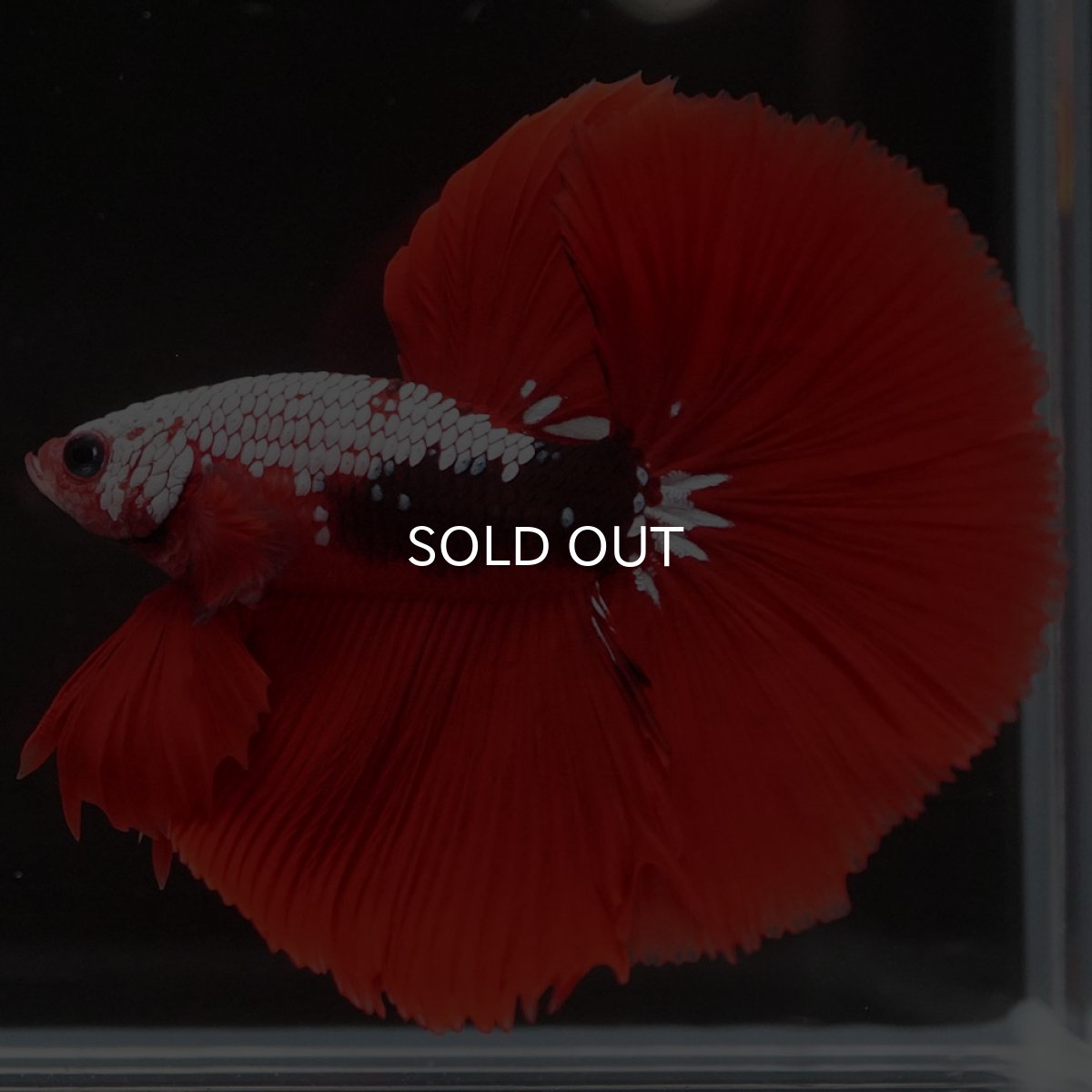 画像3: HM　ファンシーレッド (3)