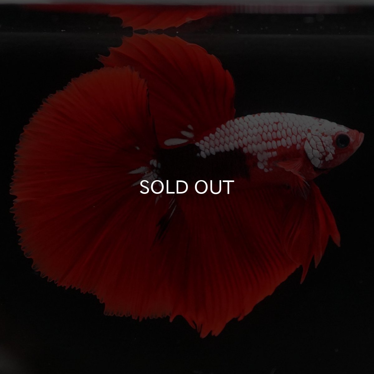 画像6: HM　ファンシーレッド (6)