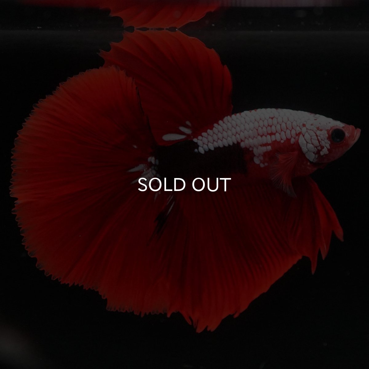 画像4: HM　ファンシーレッド (4)