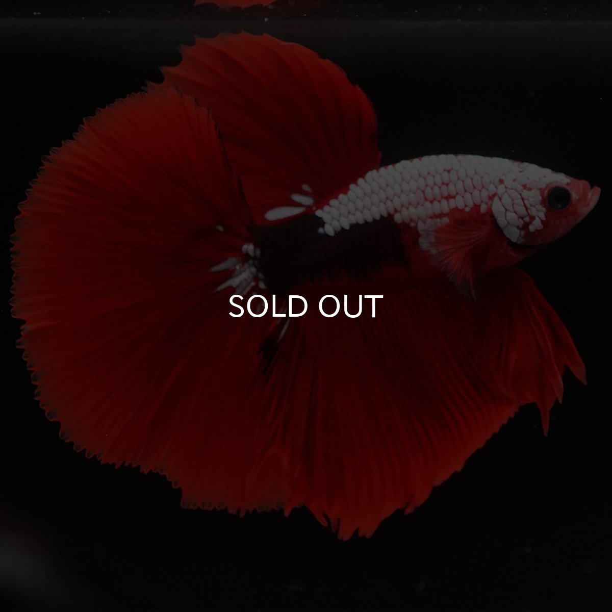 画像2: HM　ファンシーレッド (2)