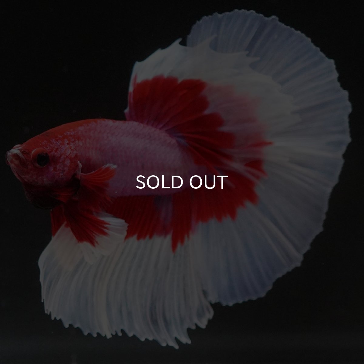 画像2: HM ラベンダーバタフライ (2)