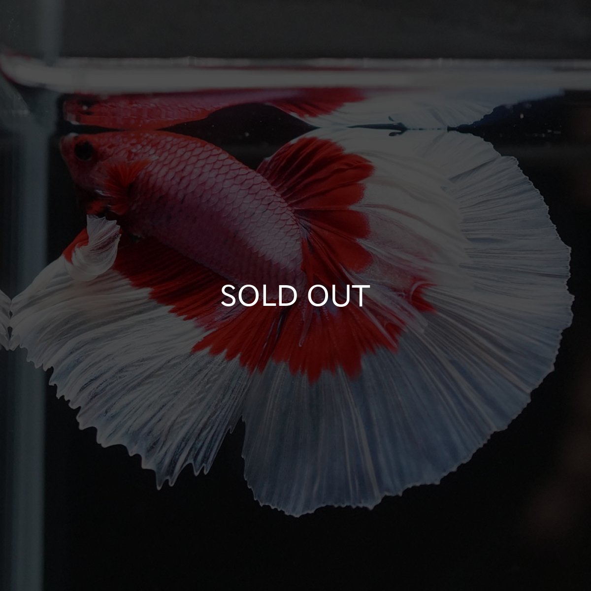 画像7: HM ラベンダーバタフライ (7)