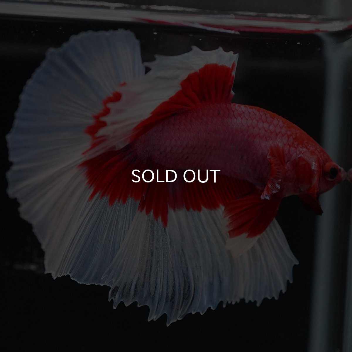 画像5: HM ラベンダーバタフライ (5)