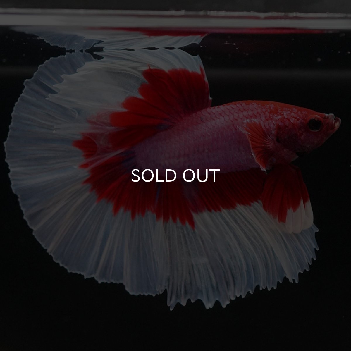 画像3: HM ラベンダーバタフライ (3)