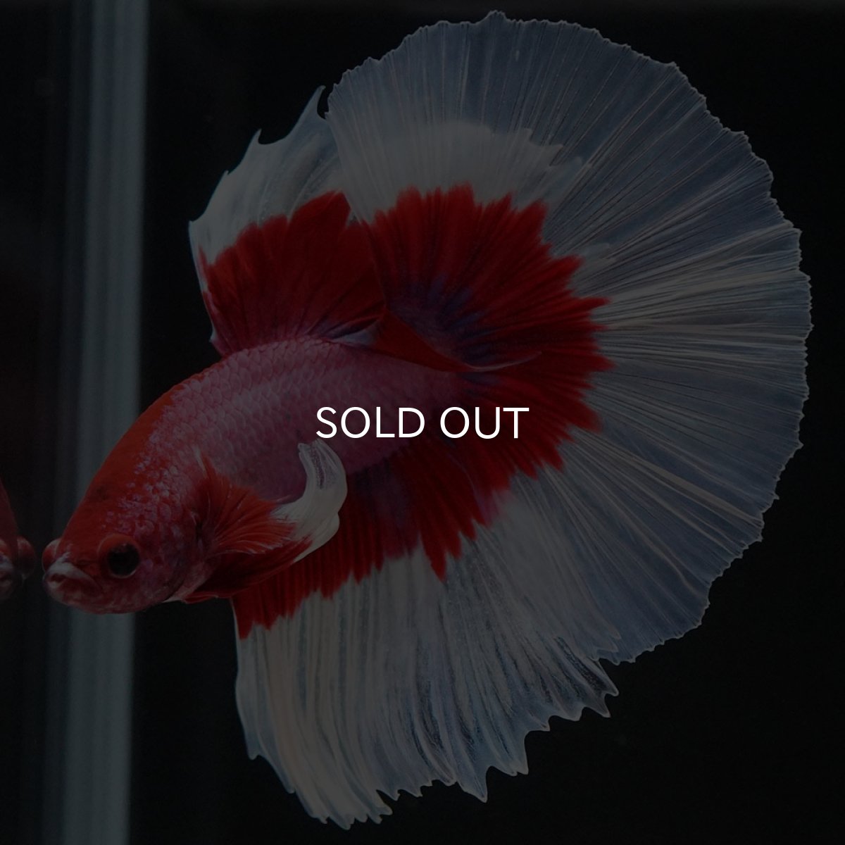 画像6: HM ラベンダーバタフライ (6)