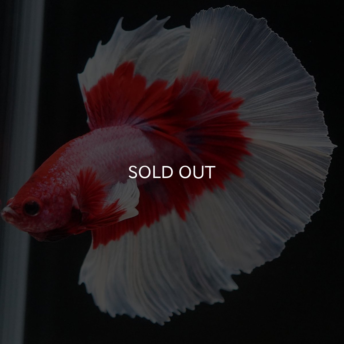 画像4: HM ラベンダーバタフライ (4)