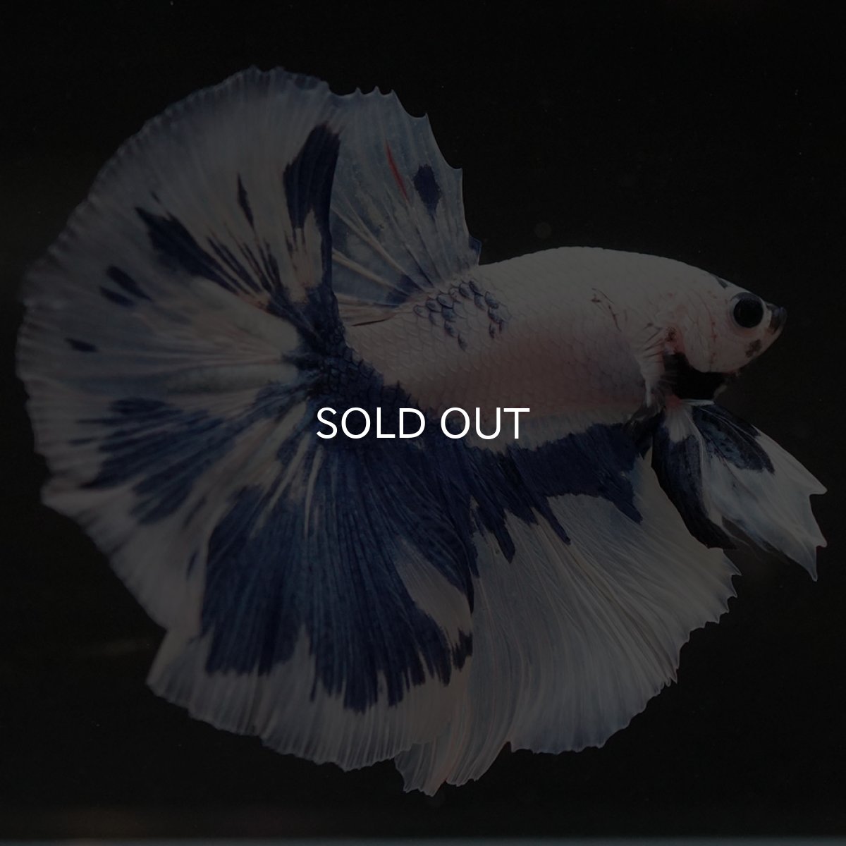 画像10: HM　ホワイトブルーマーブル (10)