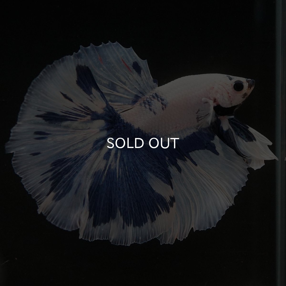 画像3: HM　ホワイトブルーマーブル (3)