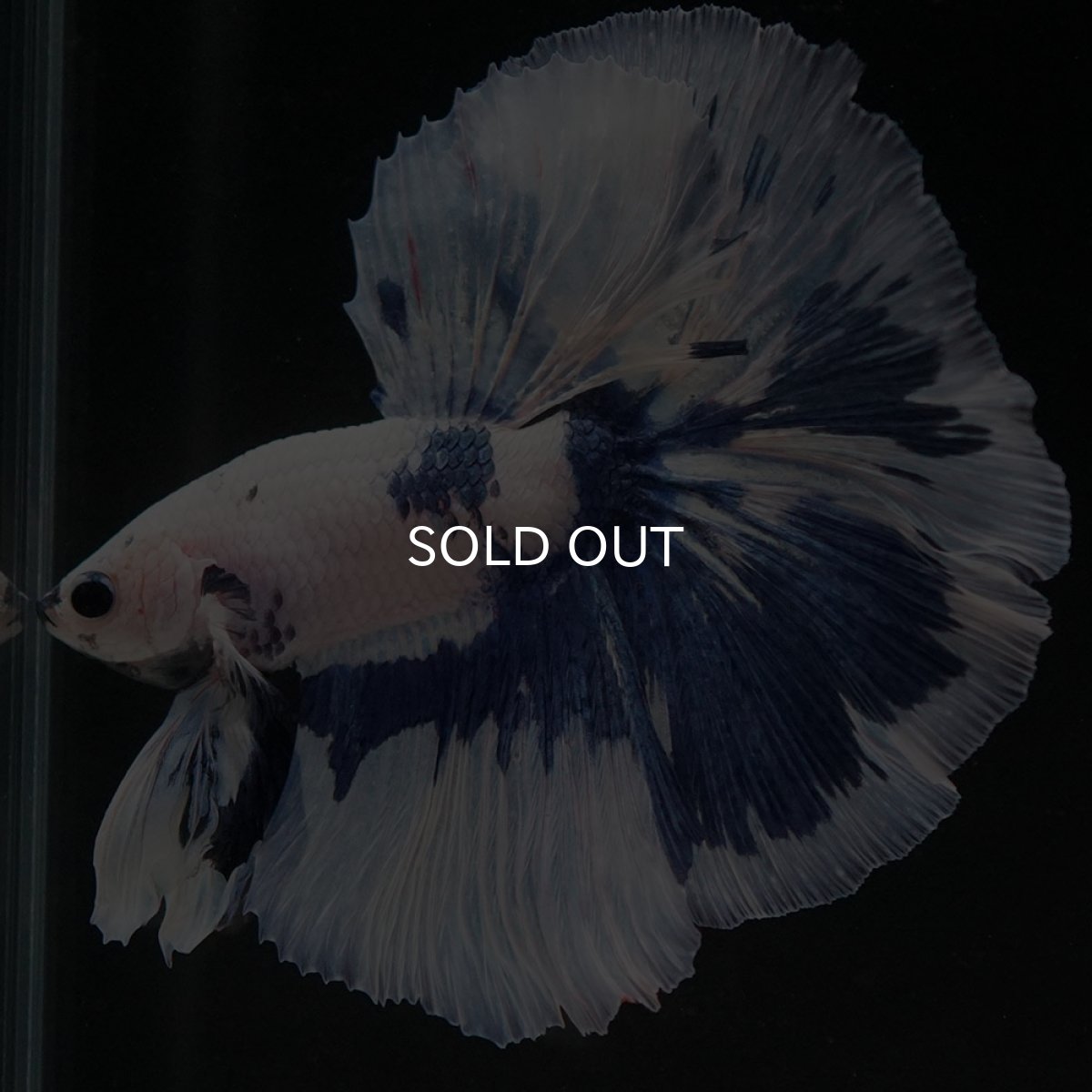 画像8: HM　ホワイトブルーマーブル (8)