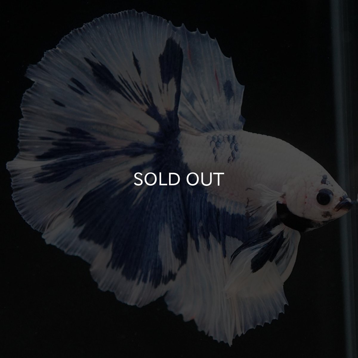 画像9: HM　ホワイトブルーマーブル (9)