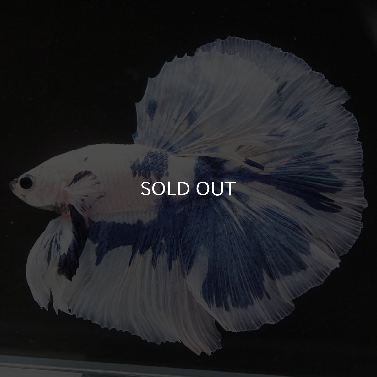 画像6: HM　ホワイトブルーマーブル (6)