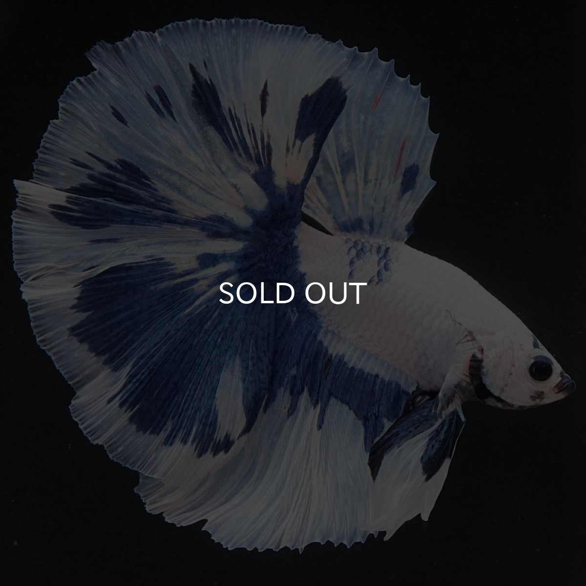 画像7: HM　ホワイトブルーマーブル (7)