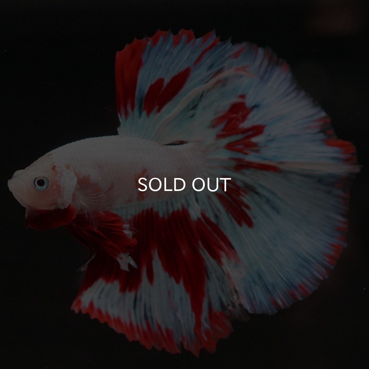 画像6: HM ホワイトファンシー (6)