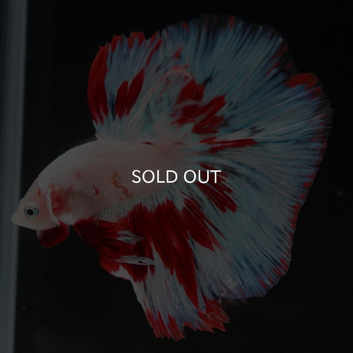 画像4: HM ホワイトファンシー (4)