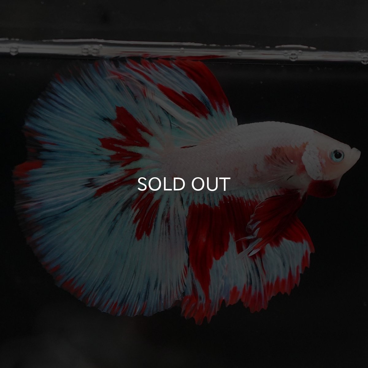 画像7: HM ホワイトファンシー (7)