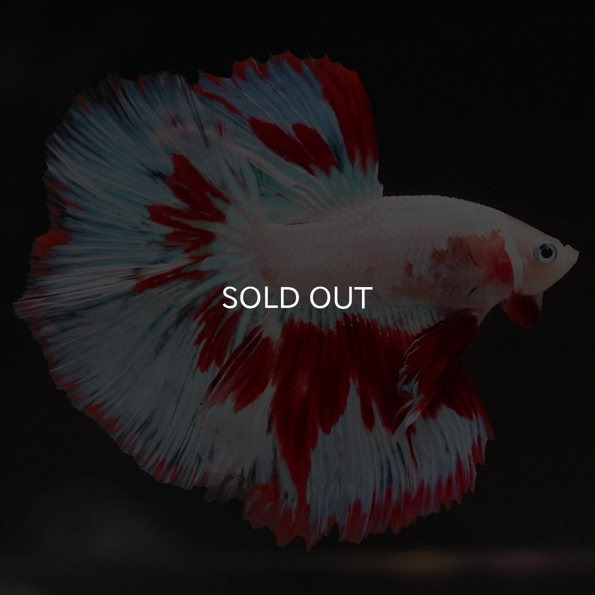 画像5: HM ホワイトファンシー (5)