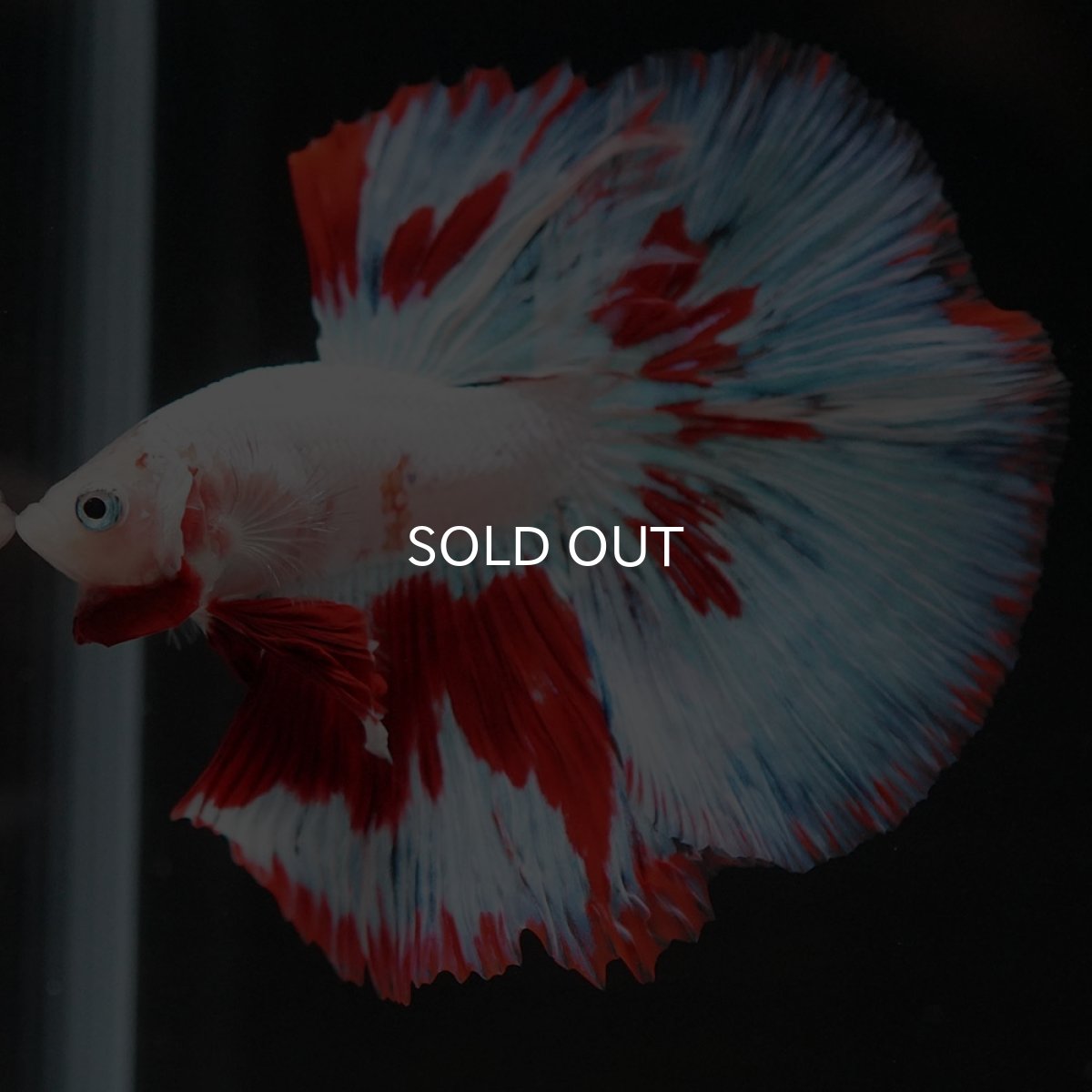 画像2: HM ホワイトファンシー (2)