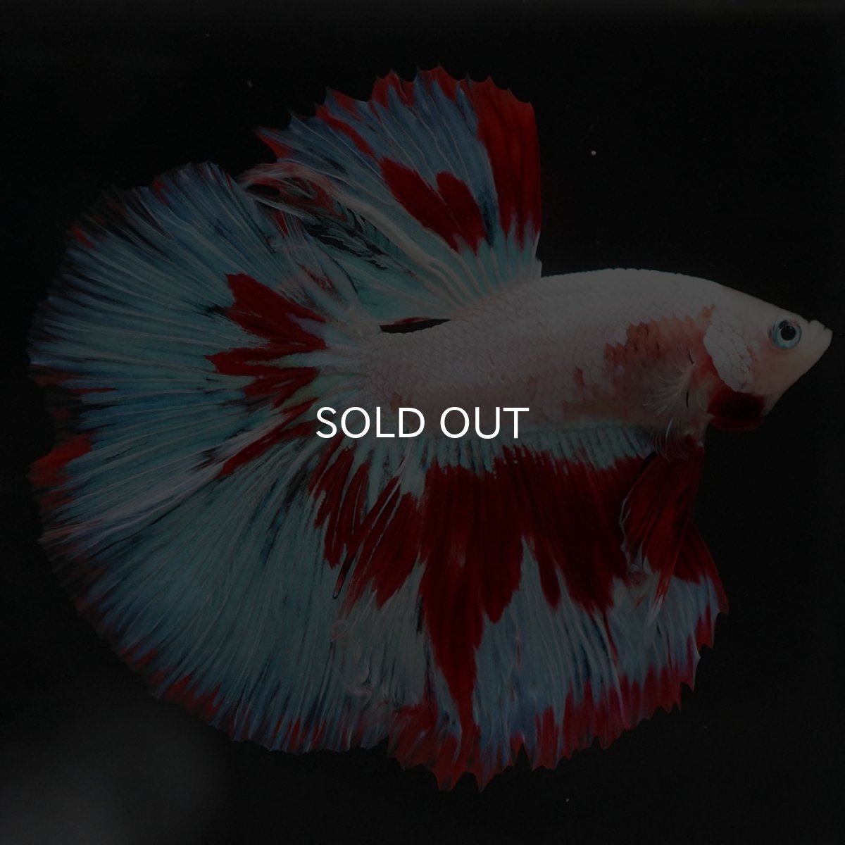 画像3: HM ホワイトファンシー (3)