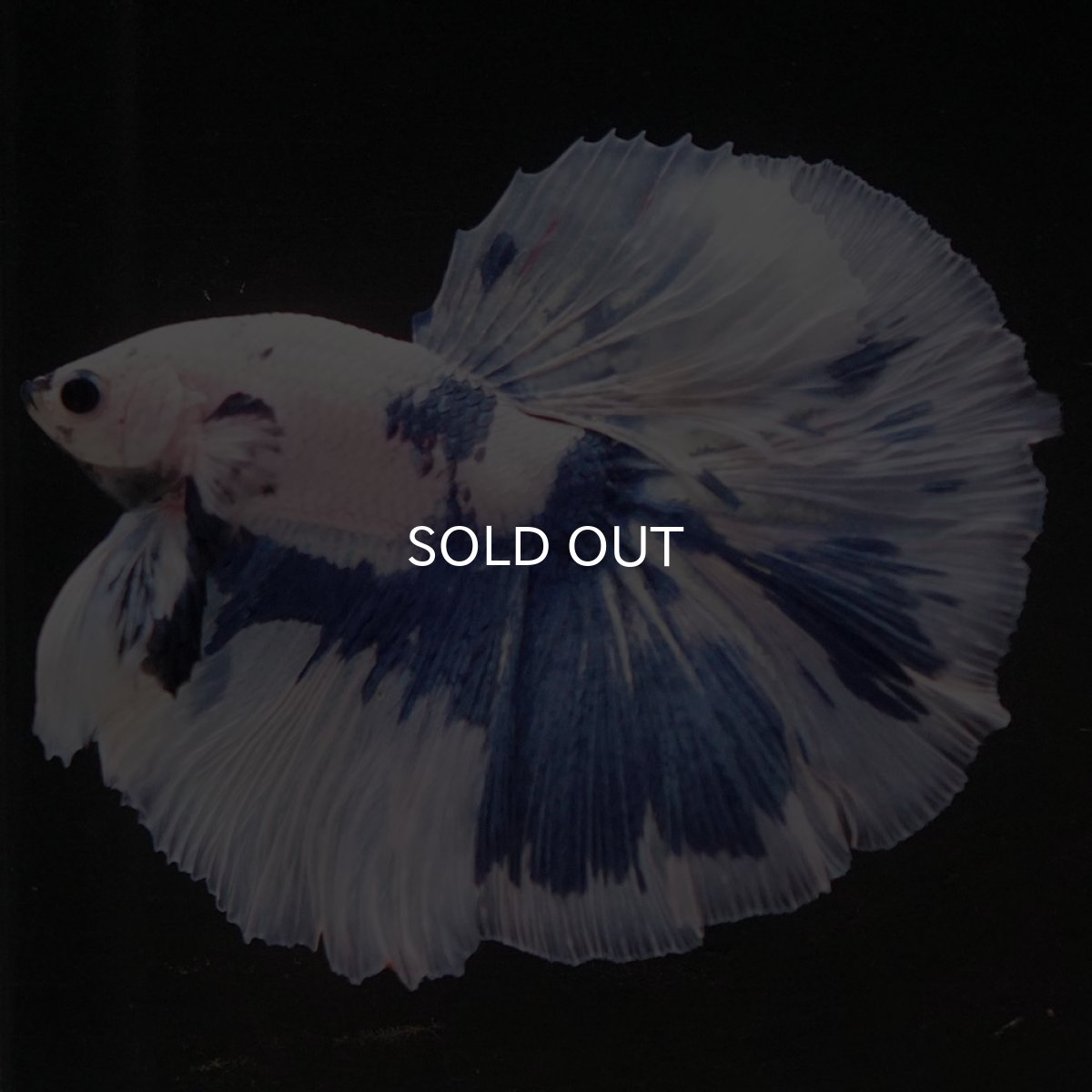 画像2: HM　ホワイトブルーマーブル (2)