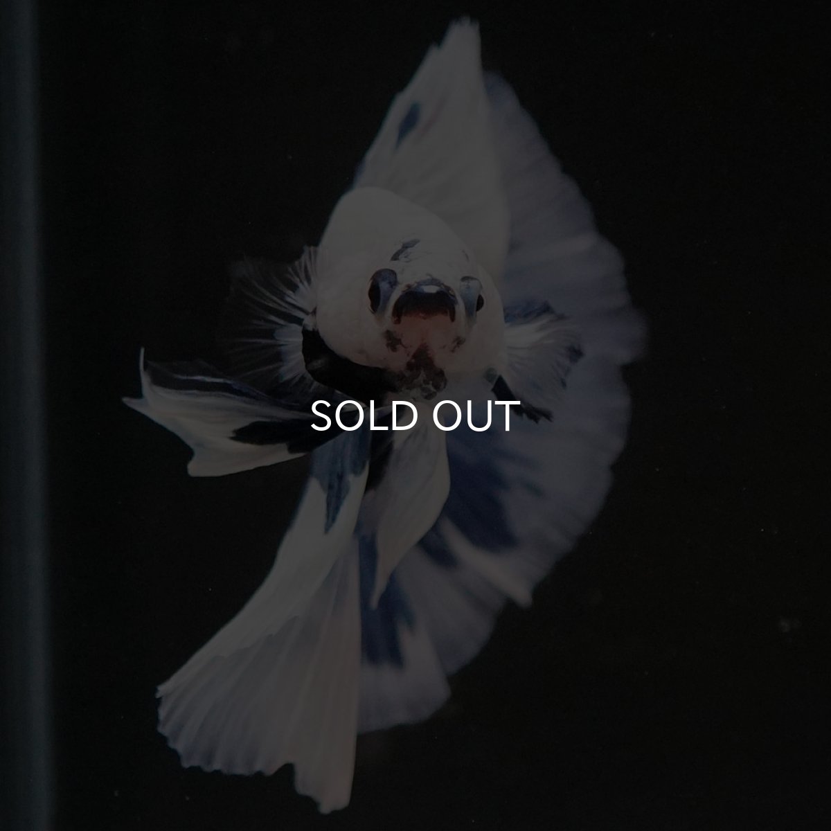 画像4: HM　ホワイトブルーマーブル (4)