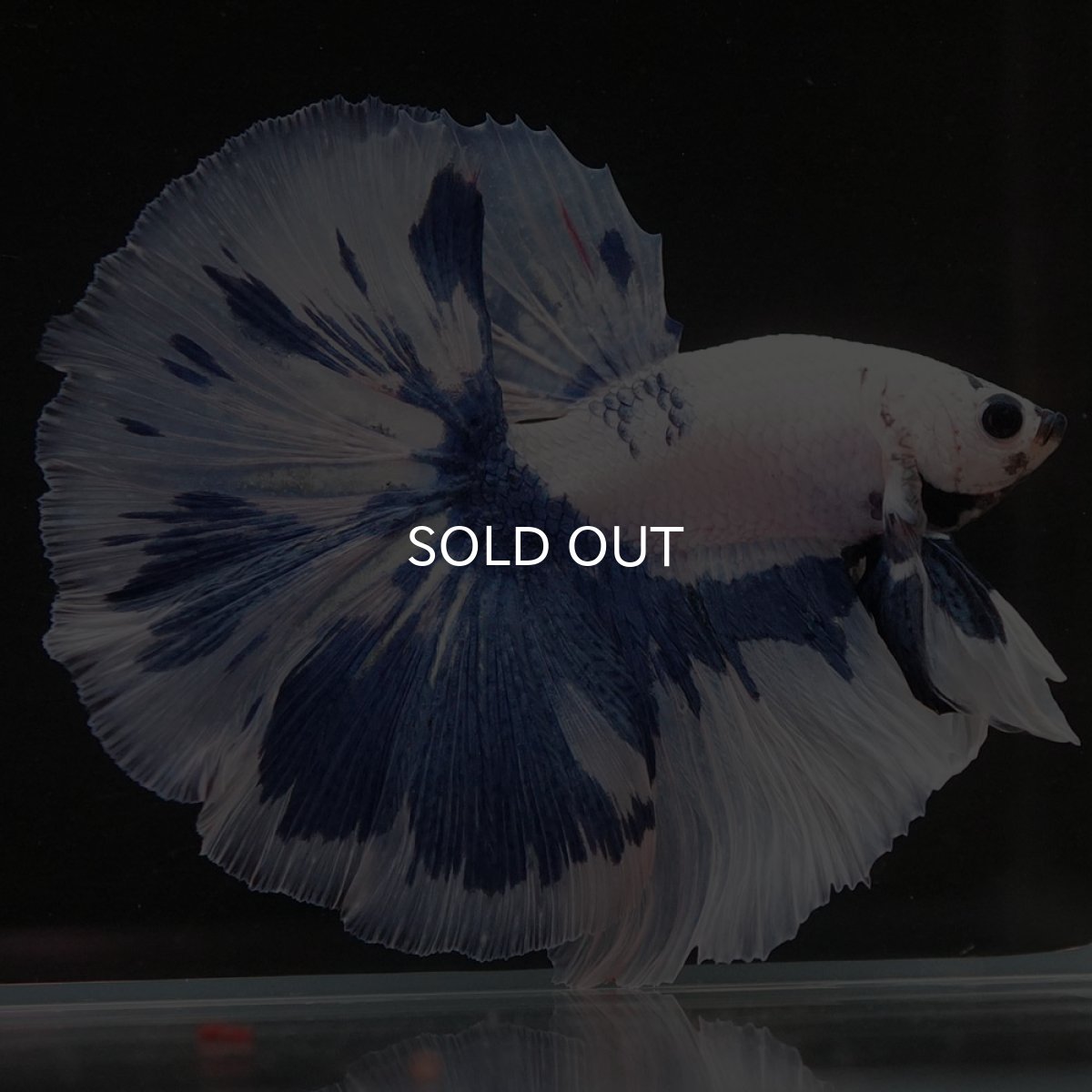 画像5: HM　ホワイトブルーマーブル (5)