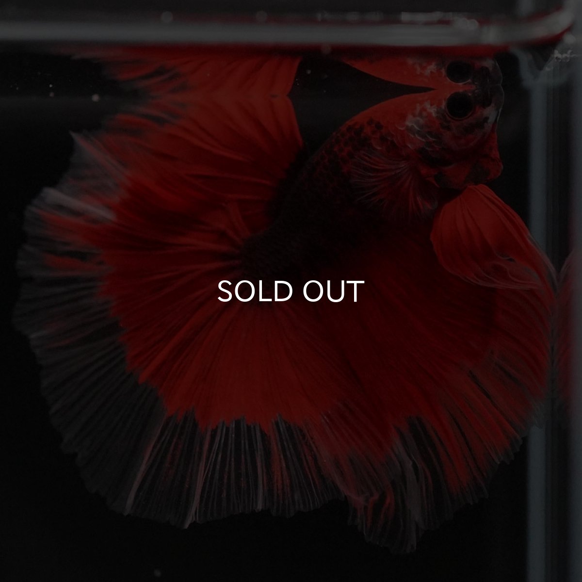 画像4: HM 鯉 変わり柄 (4)